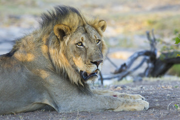 Male Lion (Panthera leo) Botswana