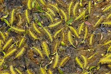 The seeds of the trees