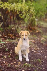 Dog in the autumn park