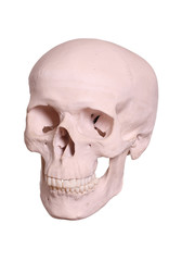 Obraz premium cranium