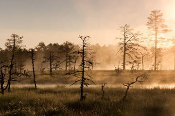 Bare trees in misty marsh