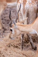 Impala Antilope