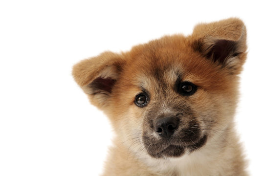 Akita Inu Puppy