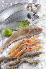 Étal de poissons et crustacés