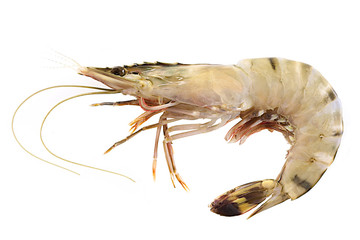 Grosse crevette ou Gambas