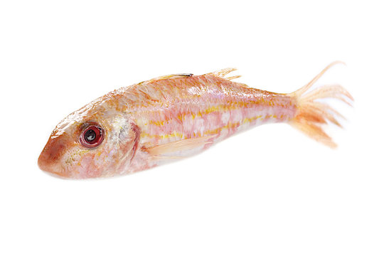 Rouget - Poisson de roche