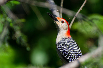 Red-Bellied Woodpecker Profile