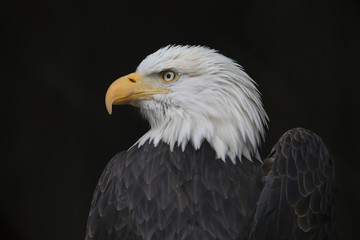 Eagle With a Broken Wing