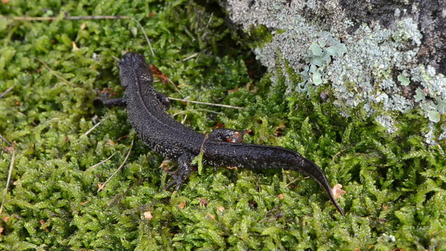 newt triton eft amphibian moss