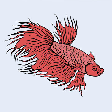 red Siam fighting fish isolated on blue background