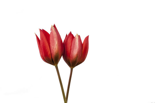 Red Tulip