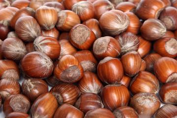 Hazelnut background