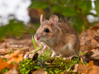 yellow necked mouse in forest