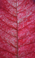 Fototapeta premium Blatt vom Weihnachtsstern