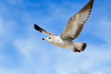 flying seagull with blue sky background