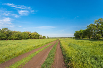 Fototapeta na wymiar country road in summer field