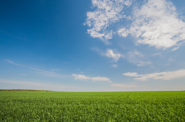 Green wheat field