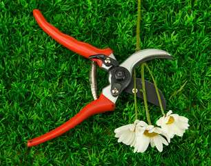 Secateurs with flower on green grass background
