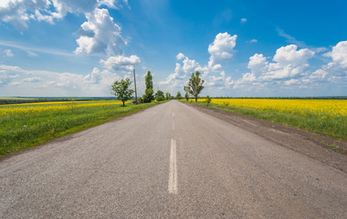 Rural road with fields of canola