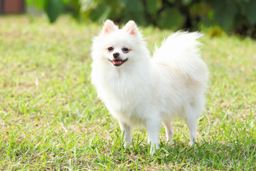 White Pomeranian dog