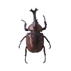 allomyrina dichotoma