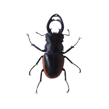 stag beetle