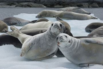 Herd crabeater seals on the ice. © Tarpan