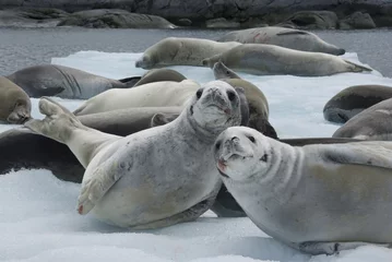 Selbstklebende Fototapete Antarktis Herd crabeater seals on the ice.