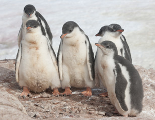 Kindergarten Gentoo penguins.