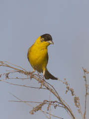 Male Black-headed Bunting.