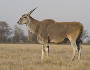 Naklejka na ściany i meble Male eland in osenneey steppe.