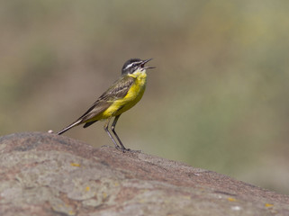 Male yellow wagtail singing in rock.