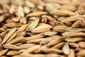 paddy seed close up shot
