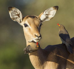 Impala being groomed by ox peckers (aepyceros melampus) Botswana