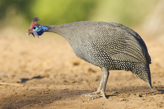 Helmeted Guineafowl (Numida meleagris) Botswana
