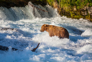 Bear on Alaska