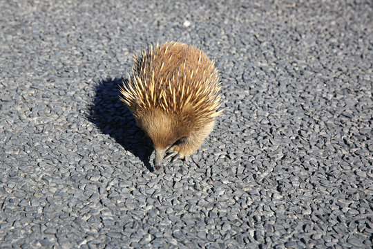 Short-beaked Echidna (Tachyglossus aculeatus)