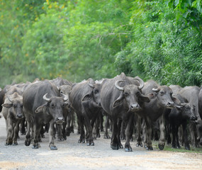 herd of bulls