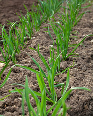 growing garlic