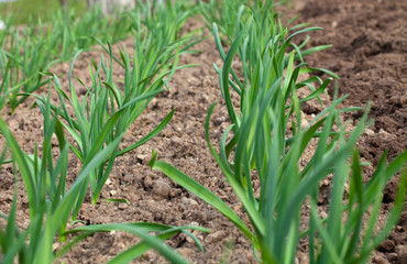 Fototapeta premium growing garlic