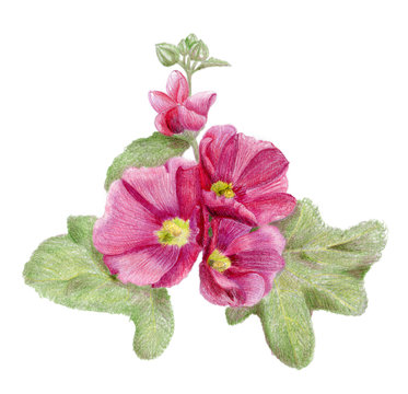Hand-drawn pink mallow flowers