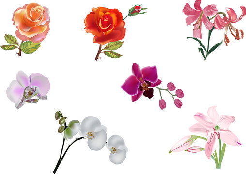 seven isolated color flowers illustration