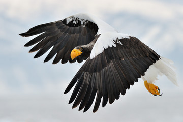 Steller's Sea Eagle flying with mountain in background..