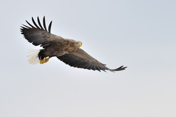 White-tailed Sea Eagle flying against the sky.