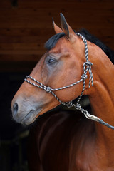 Graceful horse in dark stable