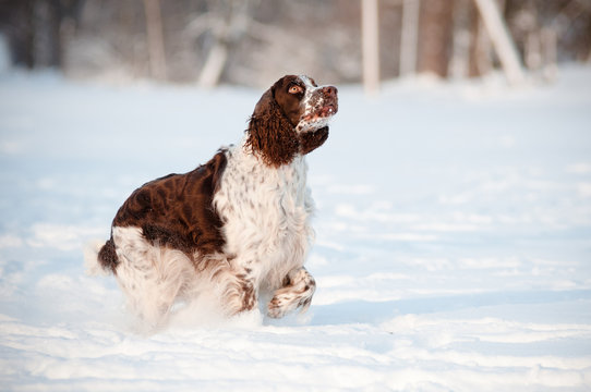 Springer Spaniel Dog Running In Winter