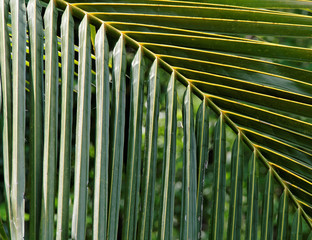 Coconut-palm leaf stalk