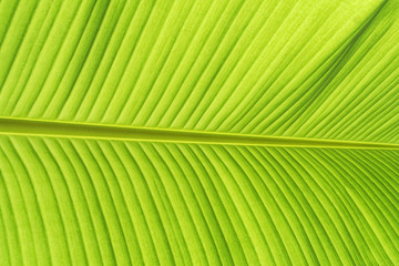 Green backlit banana leaf