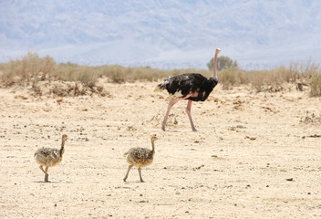 African ostrich and ostrich chick