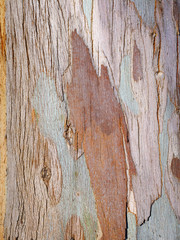 Eucalyptus Tree Bark